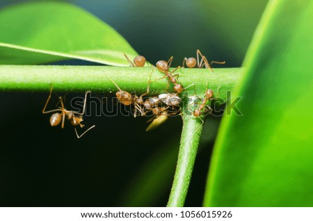 Ants on the tree