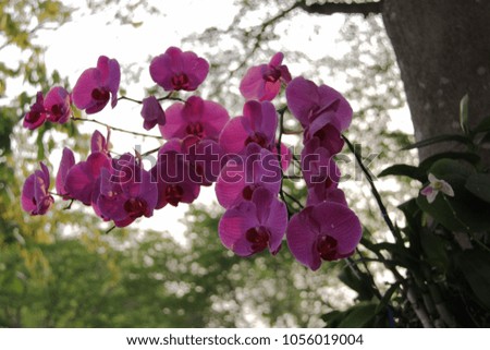 Orchid garden in background blurred