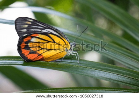 Colorful monarch butterfly 
clutches on the lady palm leaves,Danaus plexippus.