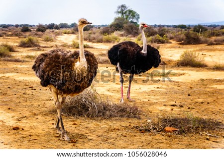 Female and Male Ostrich at an Ostrich Farm in Oudtshoorn in the semi desert Little Karoo Region Western Cape Province of South Africa Royalty-Free Stock Photo #1056028046
