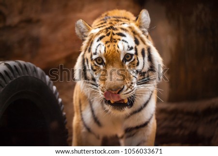 a coloured tiger portrait in a park
