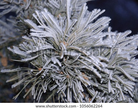Coniferous covered with hoarfrost