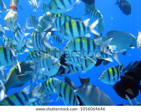 Fish and corals of the Red Sea