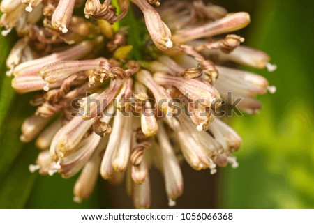 Dracaena fragrans flowers in garden