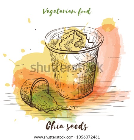 Vector watercolor sketch vegetarian food. Eco food. Peas isolated on white sketch.