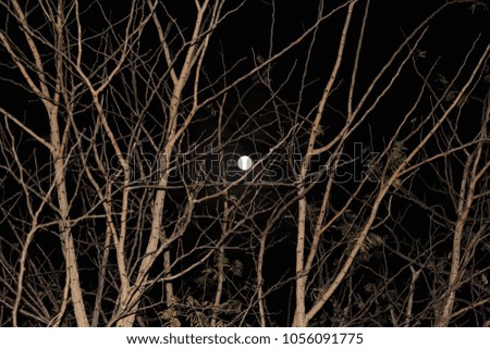 Moon and Tree's Silhouette
