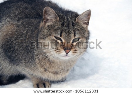 Wild homeless cat in the snow close by. Ownerless animals that need to live with people in care. 