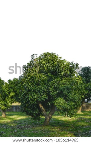 The tree in garden on white background.