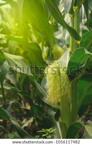  picture of corn cob in organic corn field