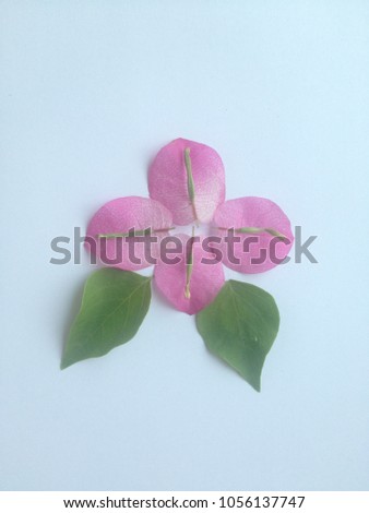 Pink Bougainvillea  flower and leaves on white background.
