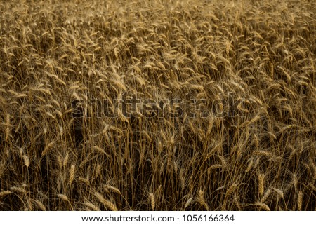 backdrop of ripening ears of yellow wheat field on background. Copy space  in rural meadow. Close up nature photo. Idea of a rich harvest.