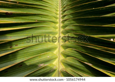 Palm Green Texture