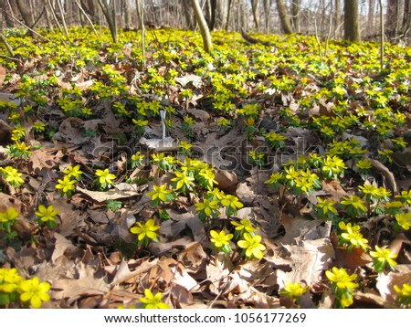 Life comes to the woods, as yellow Winter Aconite flowers bloom in early March in central Indiana.