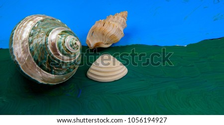 Beautiful sea shells against blue green background.