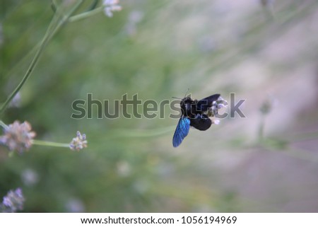 beetle on a lavender plant with blue wings