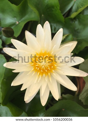 White lotus on leaves green blur background