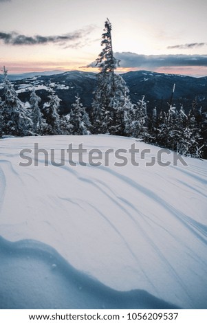Snowy mountain sunset landscape with snow covered pine trees,in Hasmas mountains,Romania.