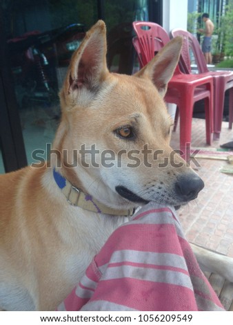 Thai brown local dog. Short hair.