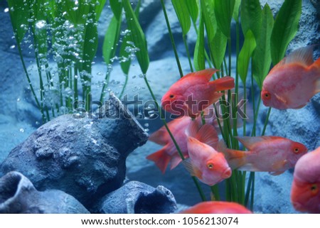 aquarium and many red fish