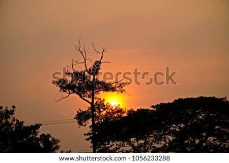 Trees with sunset background.