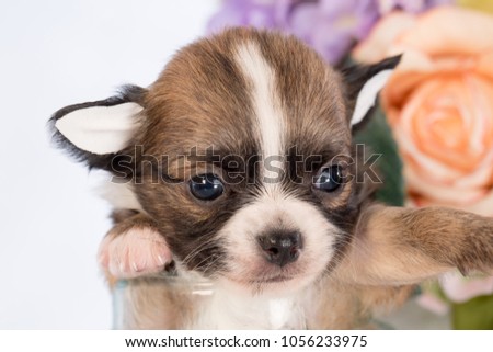 Puppy in a glass bottle On the white and plastic flowers