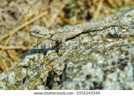 A brown lizard agama is basking in the sun.