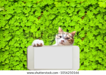 kitten holding mobile phone and clover background