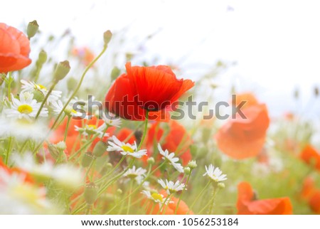 Beautiful poppy flowers in meadow, wild red poppy flowers