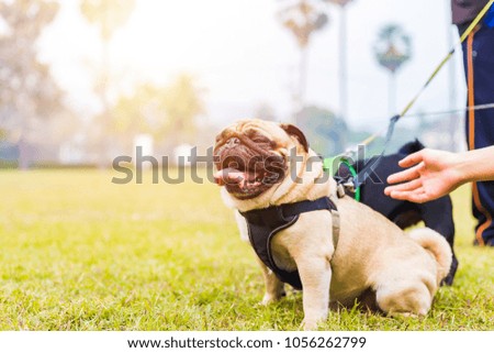 the dog sitting on the grass 