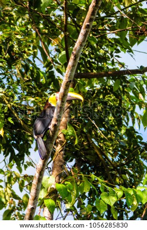 Colorful tucan in the wild, Corcovado National Park, Costa Rica