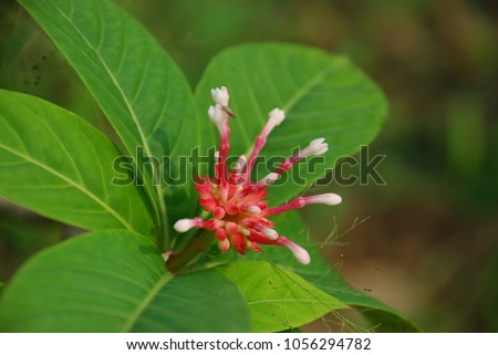 Rauvolfia serpentina The bushes are white, single-leaf, three or three round, oval or lanceolate. Greenish calyx Flowering in pink is very beautiful. Royalty-Free Stock Photo #1056294782