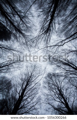 Pictures of trees and leaves of a forest in Tuscany with snow