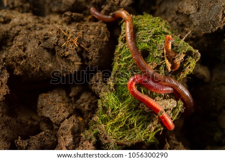 Close up macro photo of earthworms in fertile soil from earthworm farm with copy space. Flash light make shine bright of earthworm’s skin that make them look gorgeous, valuable, beautiful and so cute. Royalty-Free Stock Photo #1056300290