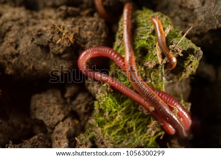 Close up macro photo of earthworms in fertile soil from earthworm farm with copy space. Flash light make shine bright of earthworm’s skin that make them look gorgeous, valuable, beautiful and so cute.