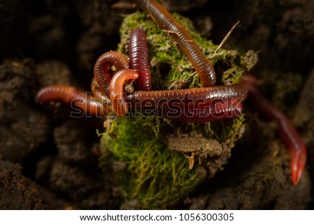 Close up macro photo of earthworms in fertile soil from earthworm farm with copy space. Flash light make shine bright of earthworm’s skin that make them look gorgeous, valuable, beautiful and so cute. Royalty-Free Stock Photo #1056300305