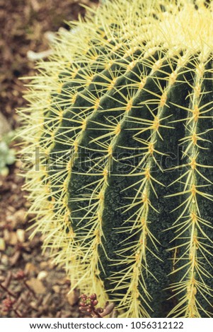 Round green yellow cactus with large spikes closeup