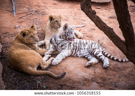 Lions and white Tiger on the ground