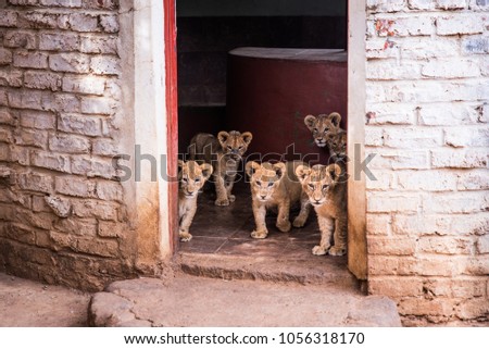 Cute Young African Lions in ZOO - Animal freedom, concept photo
