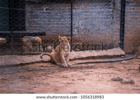 African Lion in ZOO - Animal freedom, concept photo