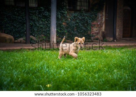 Cute young lion on the green grass. animal freedom concept photo