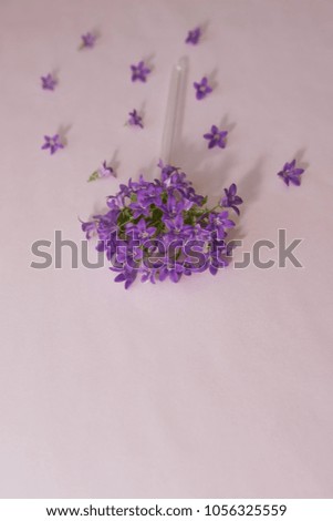 Flowers of purple campanula on pastel background
