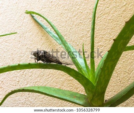 A cicada sitting on an aloe vera; picture taken in Koh Samui, Thailand