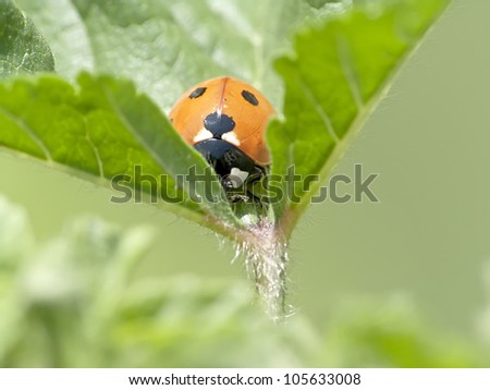 leaf hopper, outside monitoring ladybug