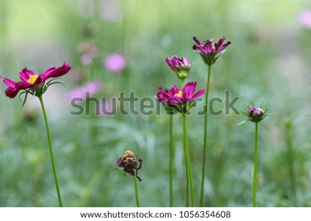 Garden cosmos or Mexican aster flower in the garden. Suitable for graphic background and copy space. Photo in sunlight effect. 