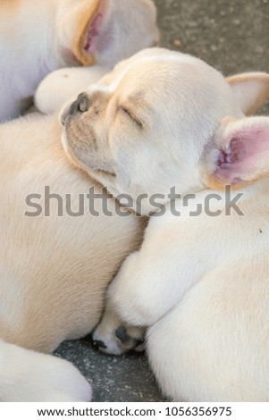 Cute little French bulldog sleeping together, close-up shot.
