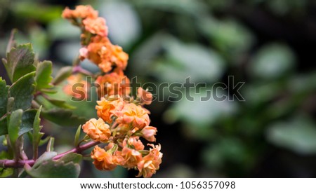 Kalanchoe (Kalanchoe blossfeldiana) is a popular houseplant typically. It is a durable flowering potted plant, Kalanchoe in various colour of red, magenta, pink, yello, white