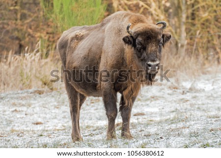 Portrait of a Wisent in winter