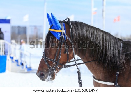 a large portrait of a racehorse on a winter frosty sunny day, a horse at the racetrack is standing