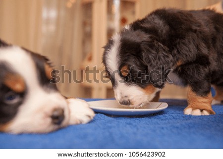 Puppies Bernese Sennenhund.Puppies of sennenhund eating from milk bowl. beautiful puppies stand on a blue table, against the background of windows in the evening.