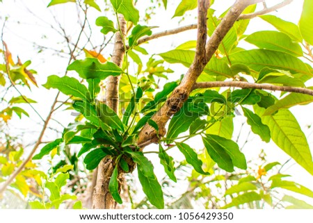 Parasitic Plant or Mistletoe Tree (Dendrophthoe) is a parasite which lives and takes water and mineral from the tree in the park